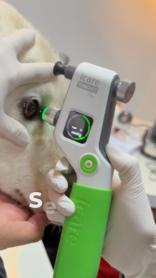 Hospital Veterinario Medipet