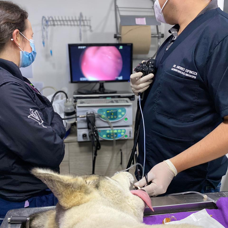 Instalaciones de Hospital Veterinario Medipet