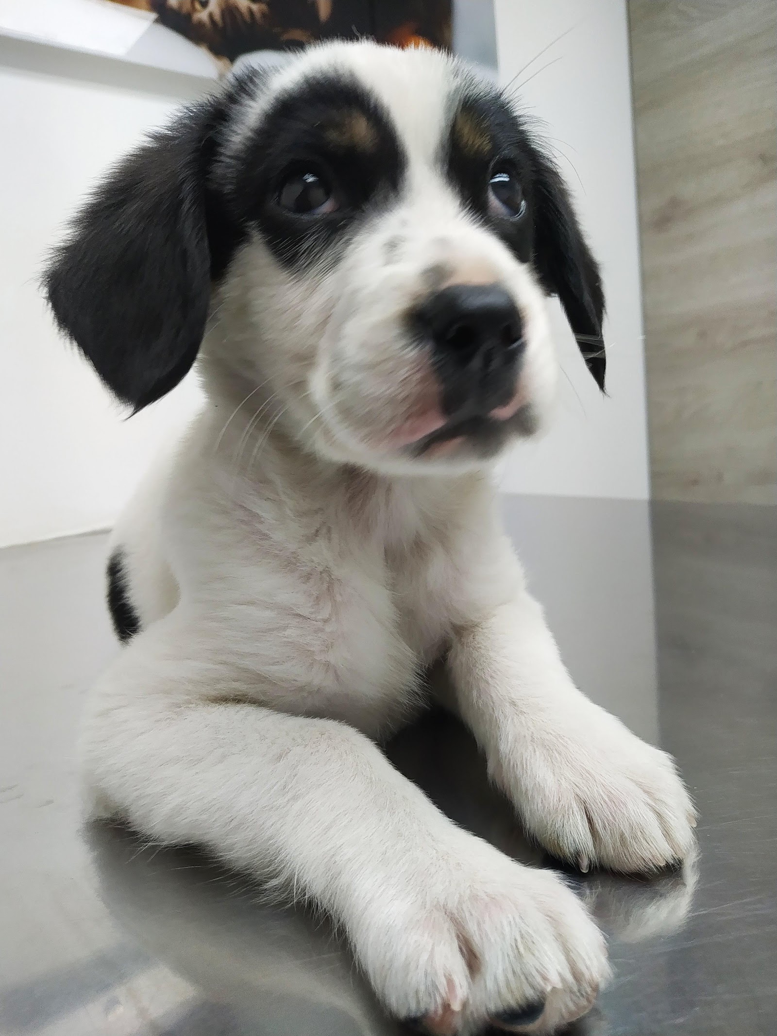 Hospital Veterinario Medipet